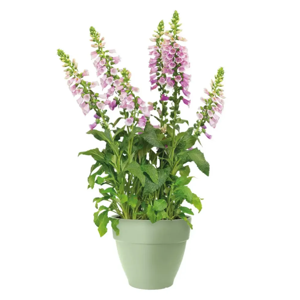 Pot en polypropylène vert pistache Elho Vibia Campana - Ø 40 x 33,4 cm
