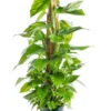 Pothos Aureus. Le pot de Ø 24 x H 150 cm