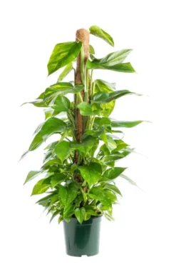 Pothos Aureus. Le pot de Ø 24 x H 150 cm