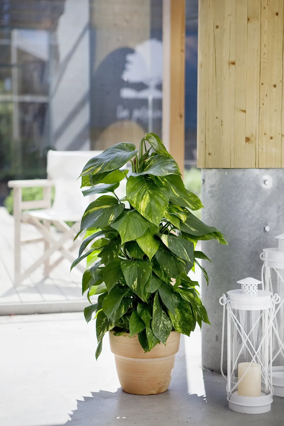 Pothos Aureus. Le pot de Ø 24 x H 150 cm
