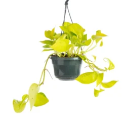 Pothos Golden jaune suspension. Le pot Ø 15 cm