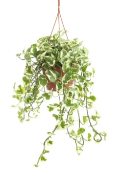 Pothos N'Joy blanc. La suspension Ø 17 cm