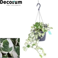 Pothos N’Joy. La suspension de Ø 18 x H 35 cm