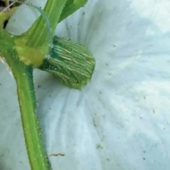 Potiron Bleu De Hongrie Bio. Le pot de 10,5 cm