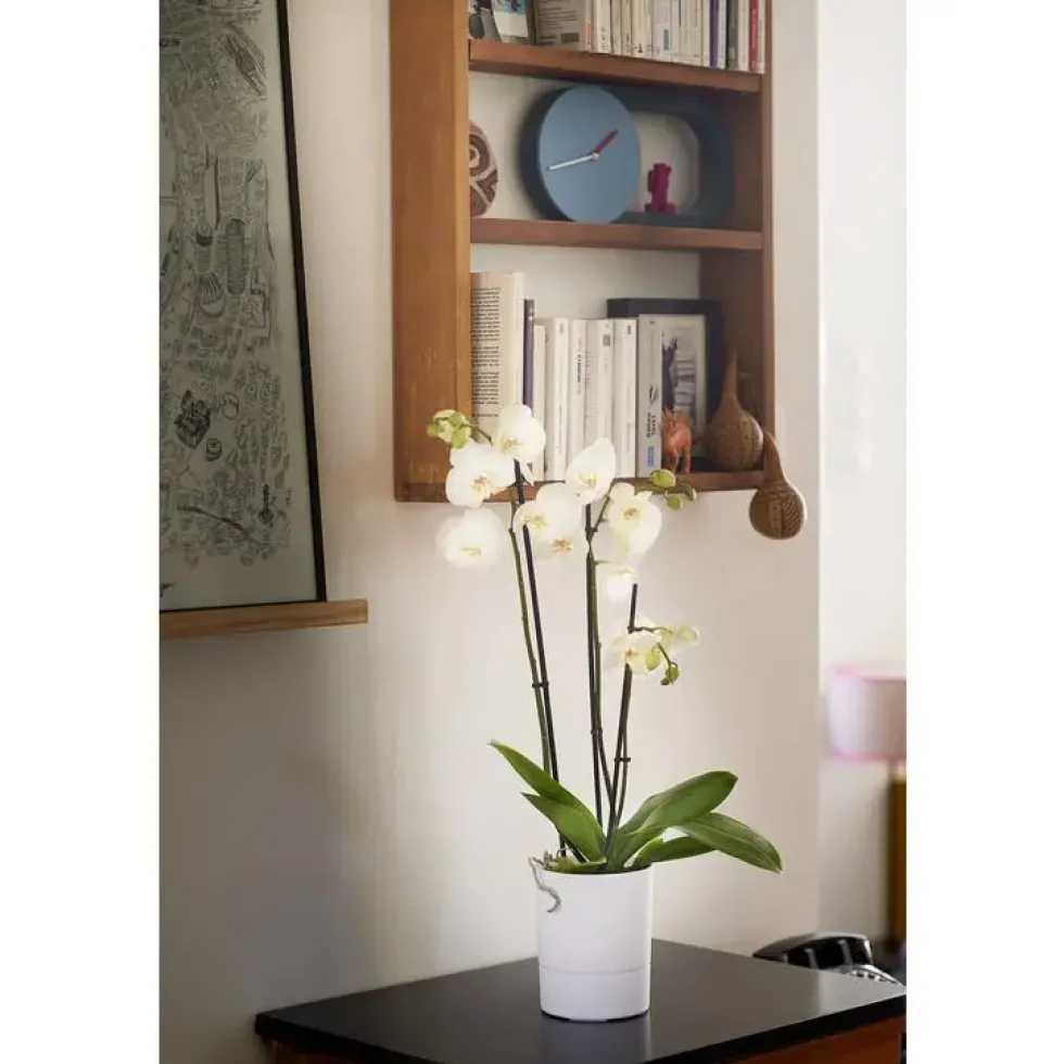 Pot Orchidée Aquaduo blanc ivoire 1,3 L