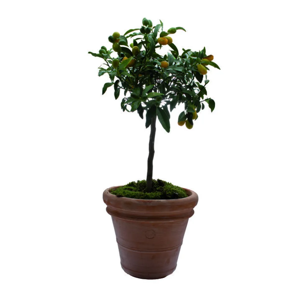 Pot Toscane en terre cuite claire - Ø100 x H82