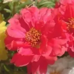 Pourpier à fleurs doubles - Le pack de 6 plants