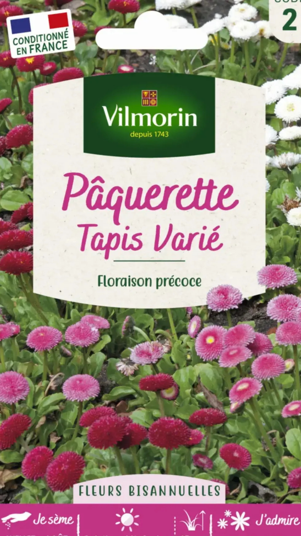 Pâquerette Tapis varié Vilmorin - graines à semer