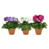 Primula Obconica - Le pot de 13 cm