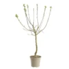 Prunier Mirabelle De Nancy. Le pot de 12 litres, forme gobelet