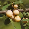 Prunier Mirabelle De Nancy. Le pot de 10 litres forme gobelet