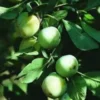 Prunier Mirabelle De Nancy. Le pot de 12 litres, forme gobelet