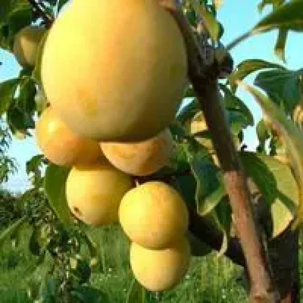 Prunier Mirabelle De Nancy. Le pot de 15 litres forme 1/2 tige