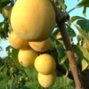Prunier Mirabelle De Nancy Lr. Le pot de 12 litres