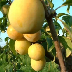 Prunier Mirabelle De Nancy Lr. Le pot de 15 litres
