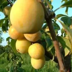 Prunier Quetsche D'Alsace. En racine nue, forme gobelet