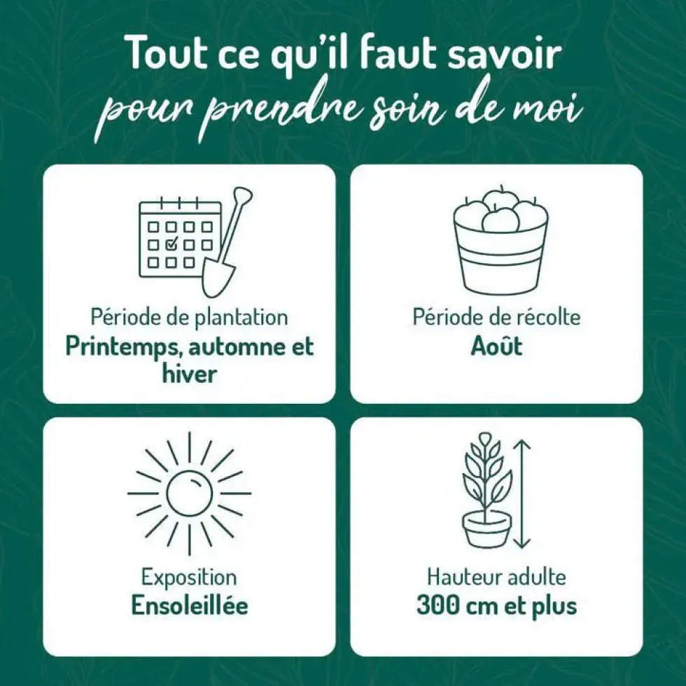 Prunier Quetsche D'Alsace. Le pot de 15 litres forme 1/2 tige