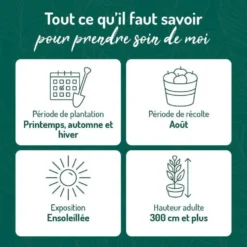 Prunier Reine Claude D'Oullins. Le pot de 12 litres, forme gobelet