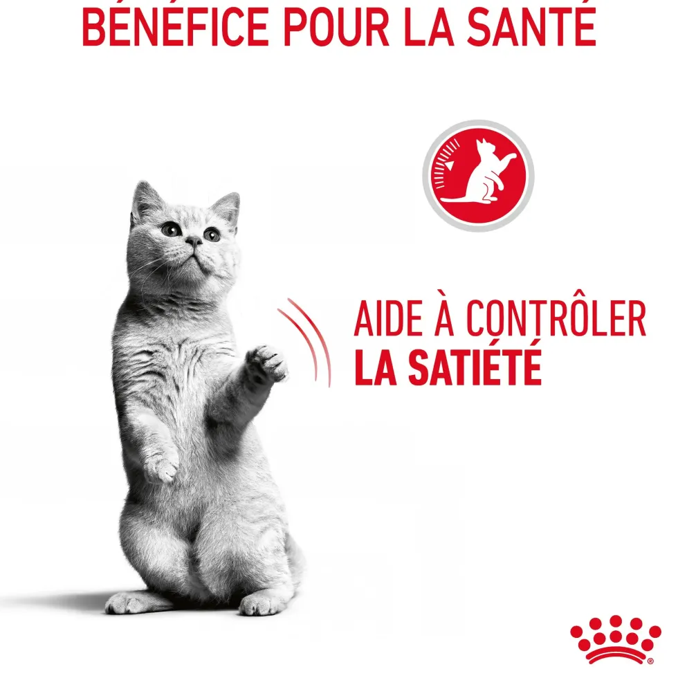 Pâtées pour chat en gelée Royal Canin Appetite Control Care - 12 x 85 g