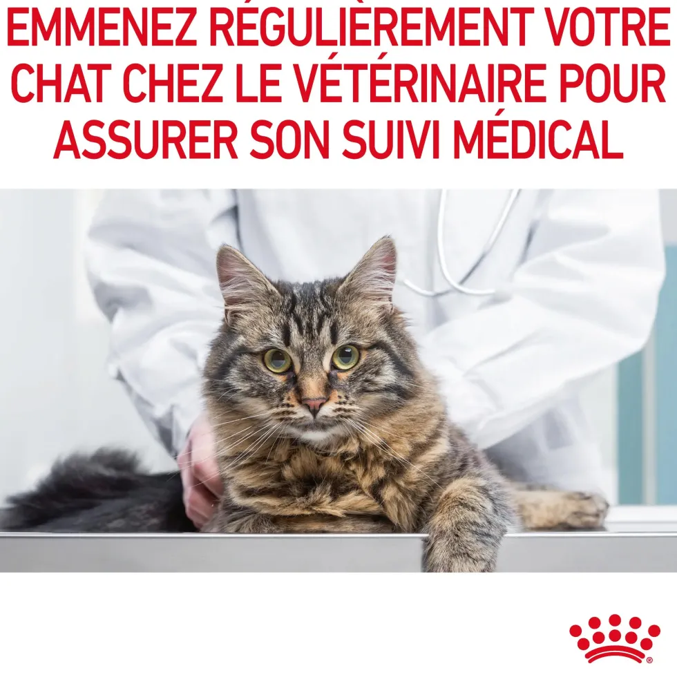 Pâtées pour chat en gelée Royal Canin Appetite Control Care - 12 x 85 g