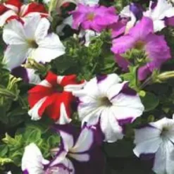 Pétunia à massifs - Le pack de 6 plants