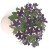 Pétunia à massifs - Le pot de 5 litres