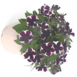 Pétunia à massifs - Le pot de 5 litres