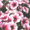 Pétunia retombant - La suspension de Ø 26 cm avec réserve d’eau