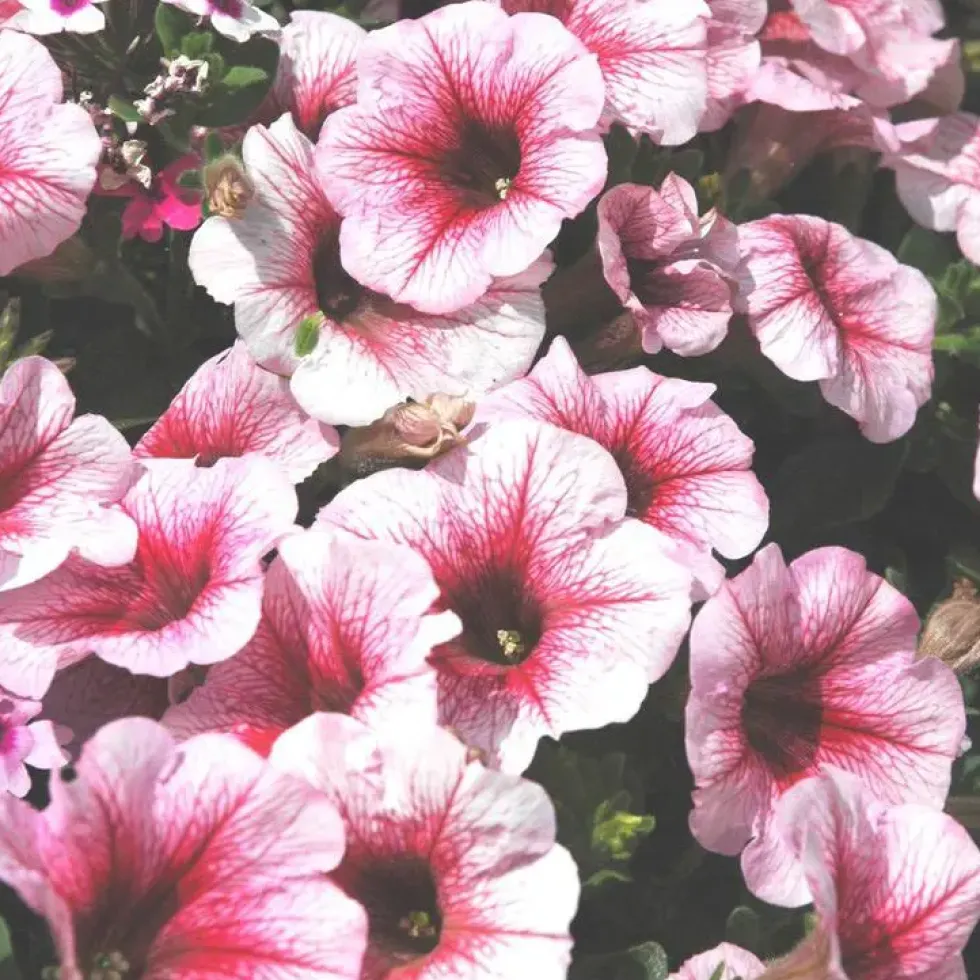 Pétunia retombant - La suspension de Ø 26 cm avec réserve d’eau