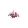 Pétunia retombant - La suspension diam 27 cm