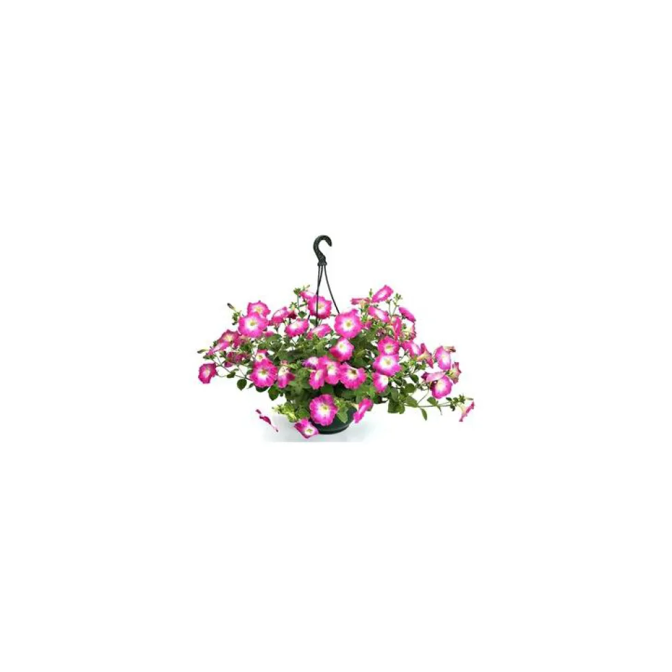 Pétunia retombant - La suspension diam 27 cm