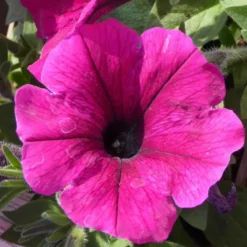 Pétunia retombant - La suspension de 45 cm