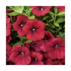 Pétunia retombant rose - Le pack de 6 plants