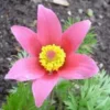 Pulsatilla Vulgaris - Le pot de 1 litre