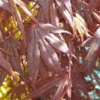 Érable du Japon Acer Palmatum Rouge rouge. Le pot de 15 litres
