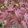 Érable du Japon Atropurpureum rouge. Le pot de 65 litres