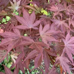 Érable du Japon Atropurpureum rouge. Le pot de 65 litres