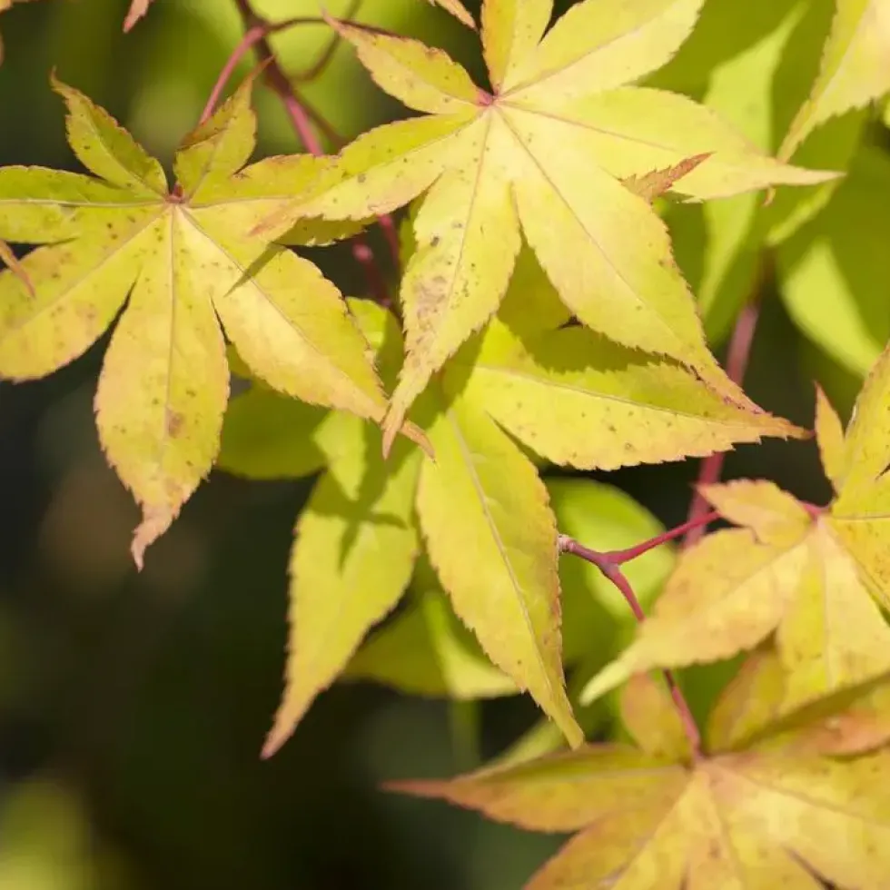 Érable du Japon Osakasuki jaune. Le pot de 15 litres