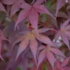 Érable du Japon variété Bloodgood rouge. Le pot de 15 litres