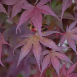 Érable du Japon variété Bloodgood rouge. Le pot de 15 litres
