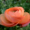 Renoncule - La jardinière