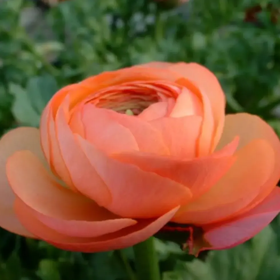 Renoncule - La jardinière
