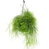 Rhipsalis Cassutha vert. La suspension Ø 14 cm