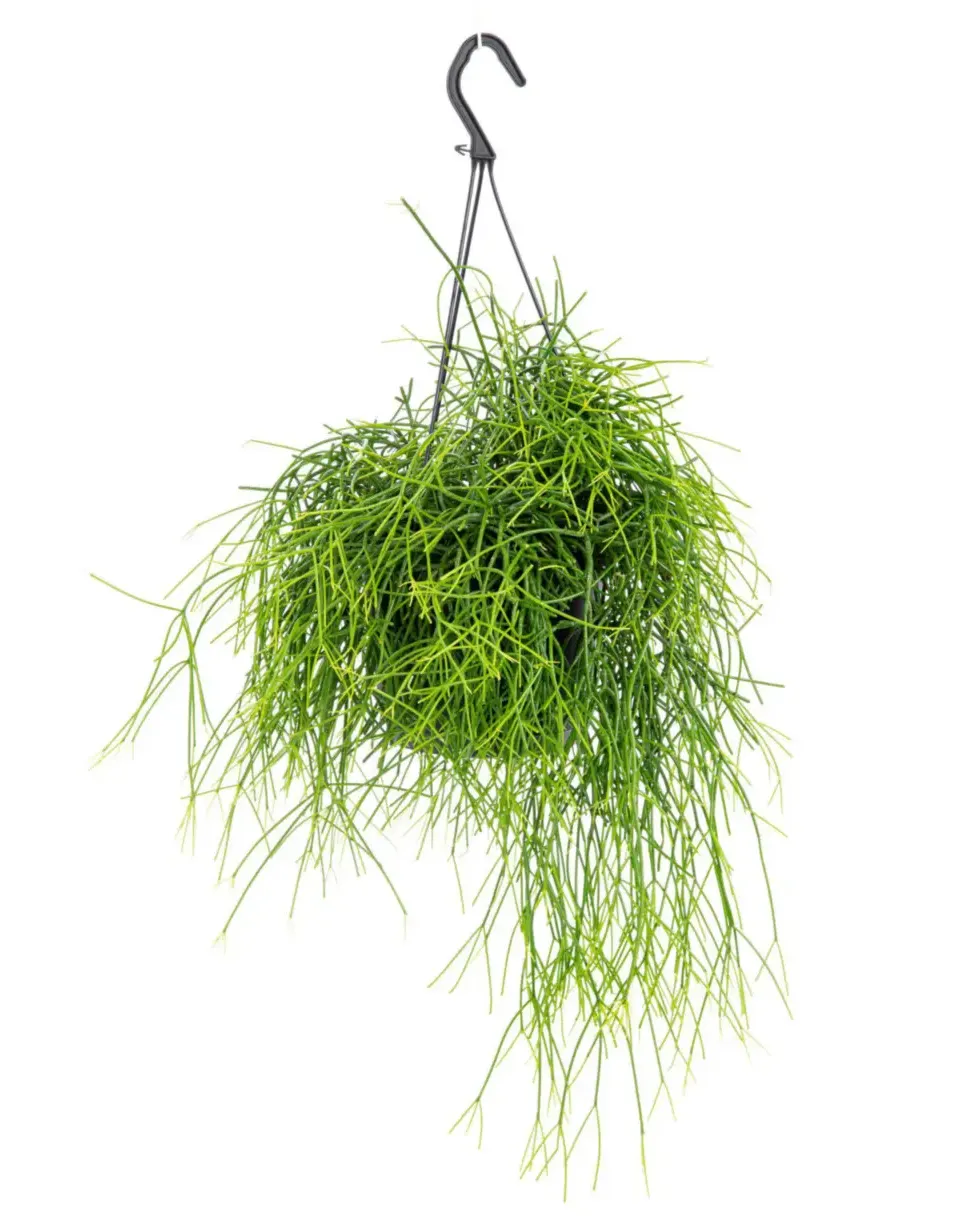 Rhipsalis Cassutha vert. La suspension Ø 14 cm