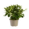 Rhododendron léo rouge en pot de 7,5 L