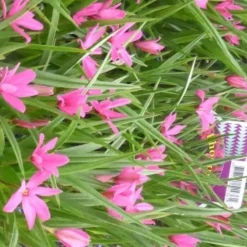 Rhodoxis - Le pot de 4 litres