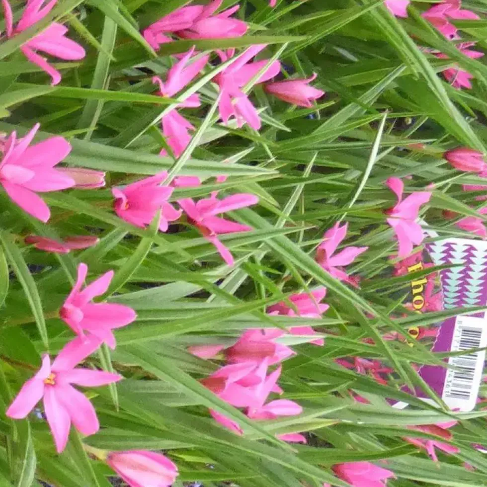 Rhodoxis - Le pot de 4 litres