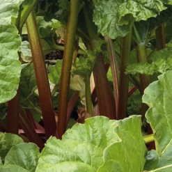 Rhubarbe Bio. Le pot de 2,5 litres