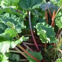 Rhubarbe Bio. Le pot de 2,5 litres
