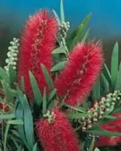 Rince bouteille (Callistemon Laevis). Le pot de 2 litres